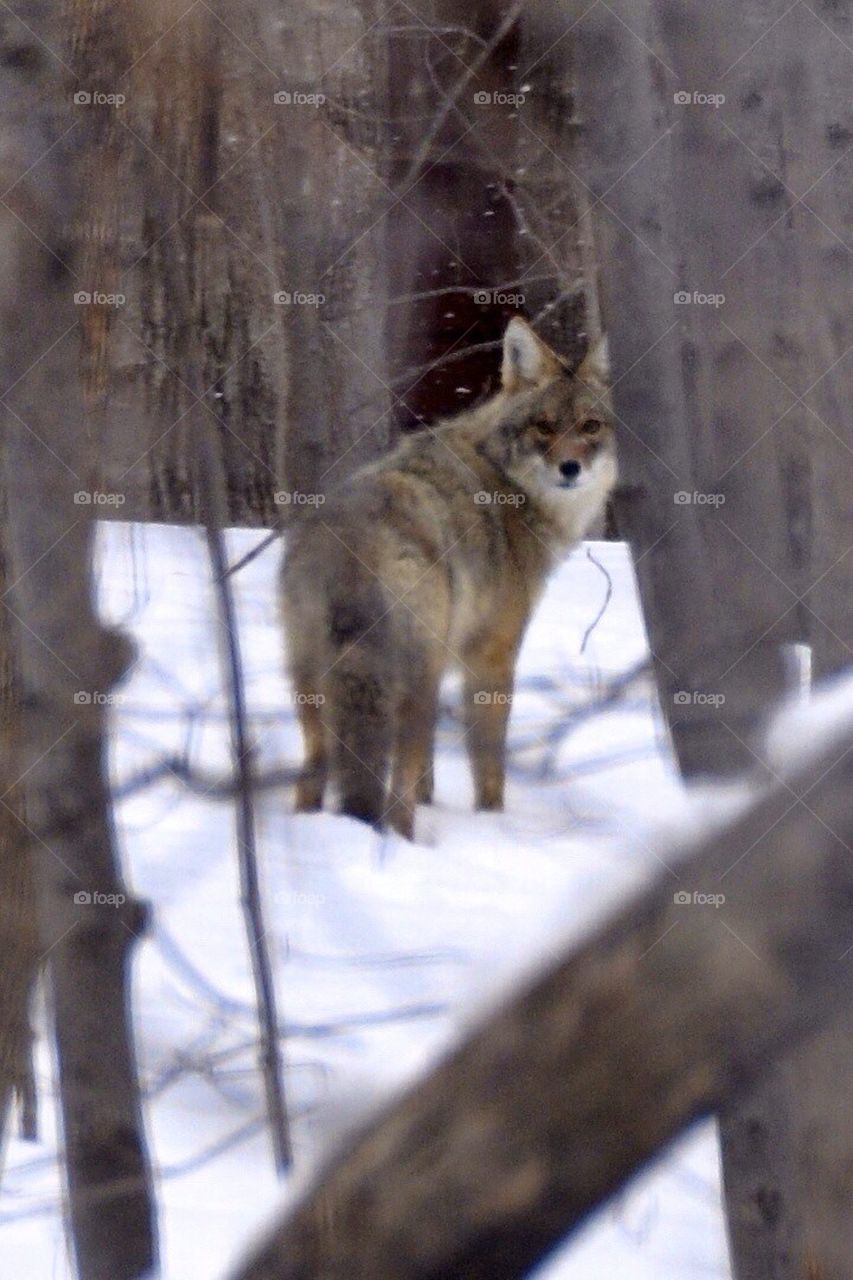 Coyote 