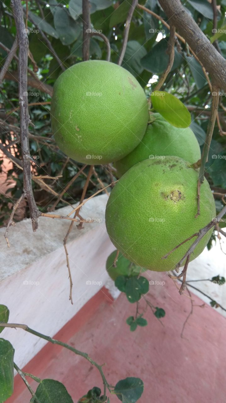 Big limsey fruits
