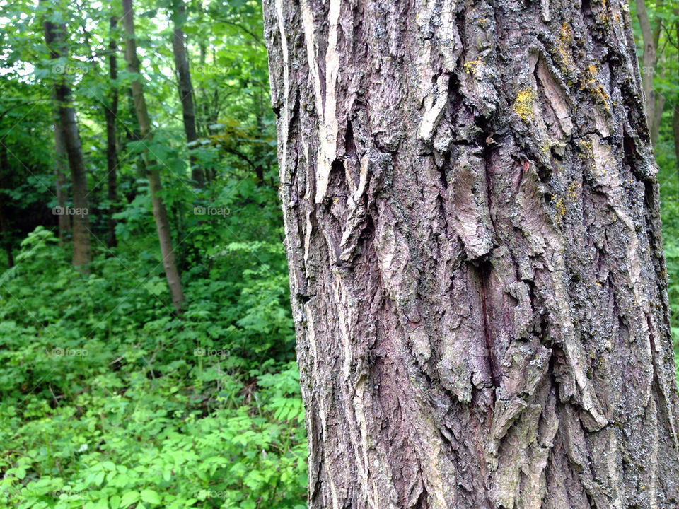 A TREE WITH HEAVY BARK IN A WOOD.