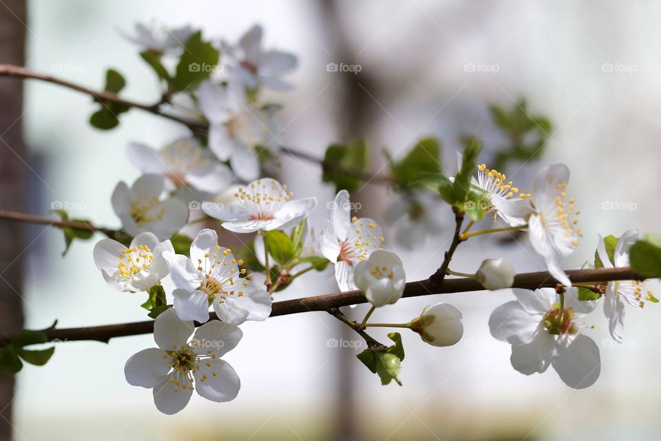 Cherry blossom at outdoors