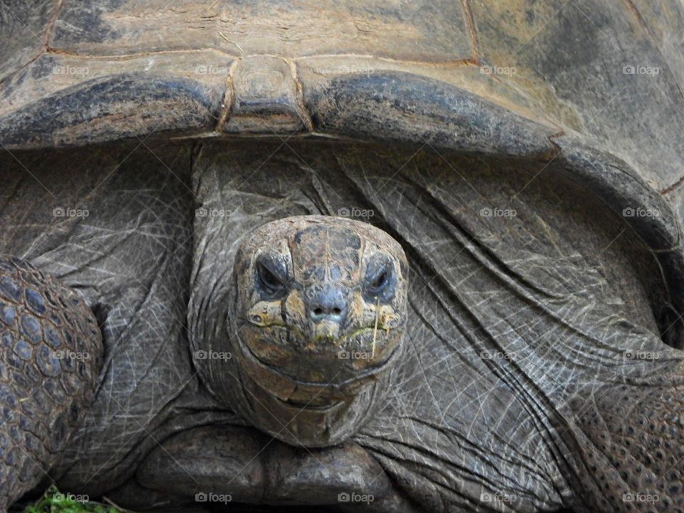 Unusual sis-pets - Tortoise close up. Like other turtles, tortoises have a shell to protect from predation and other threats.Tortoises have more rounded and domed shells where turtles have thinner, more water-dynamic shells