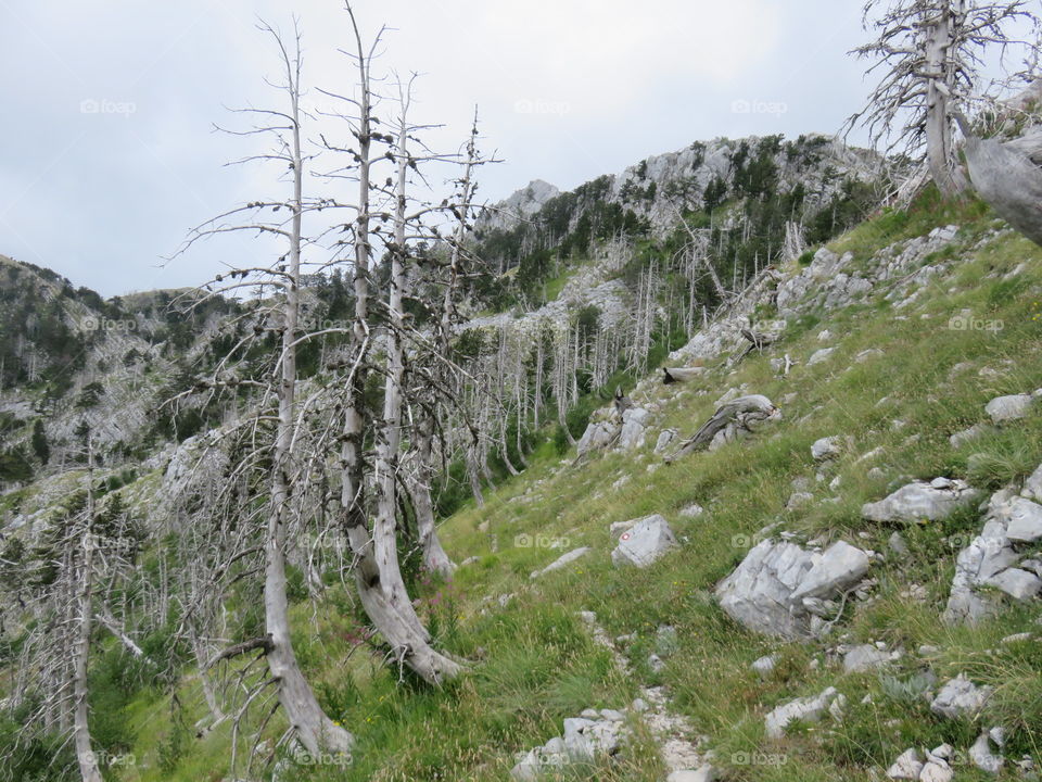 Mountain Orjen Montenegro green elevations with dried tree trunks