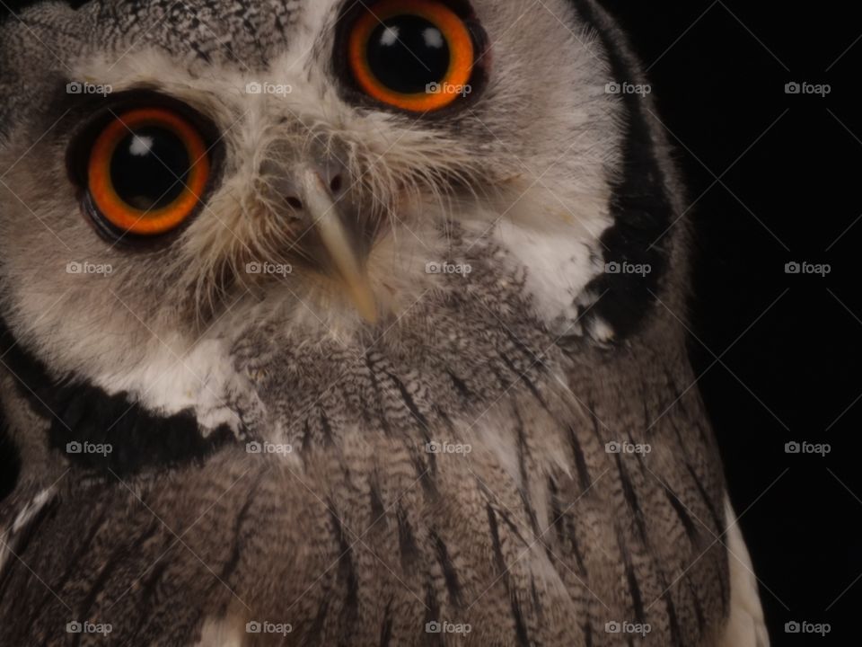 Owl face