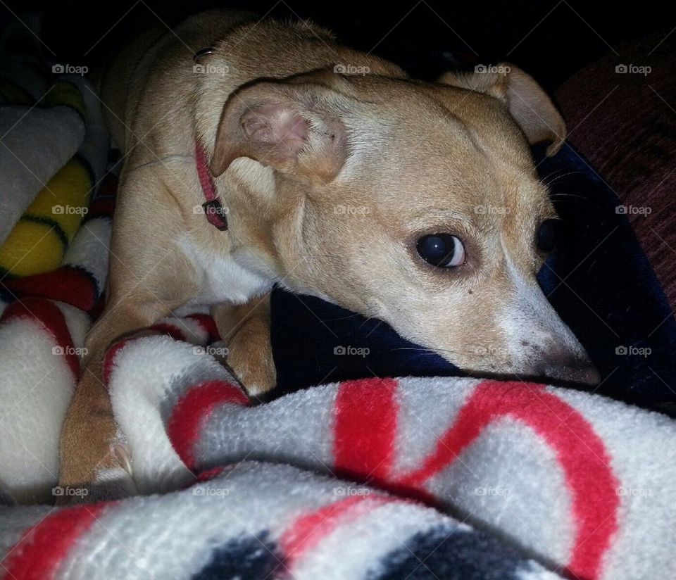 I Promise I didn't Do It