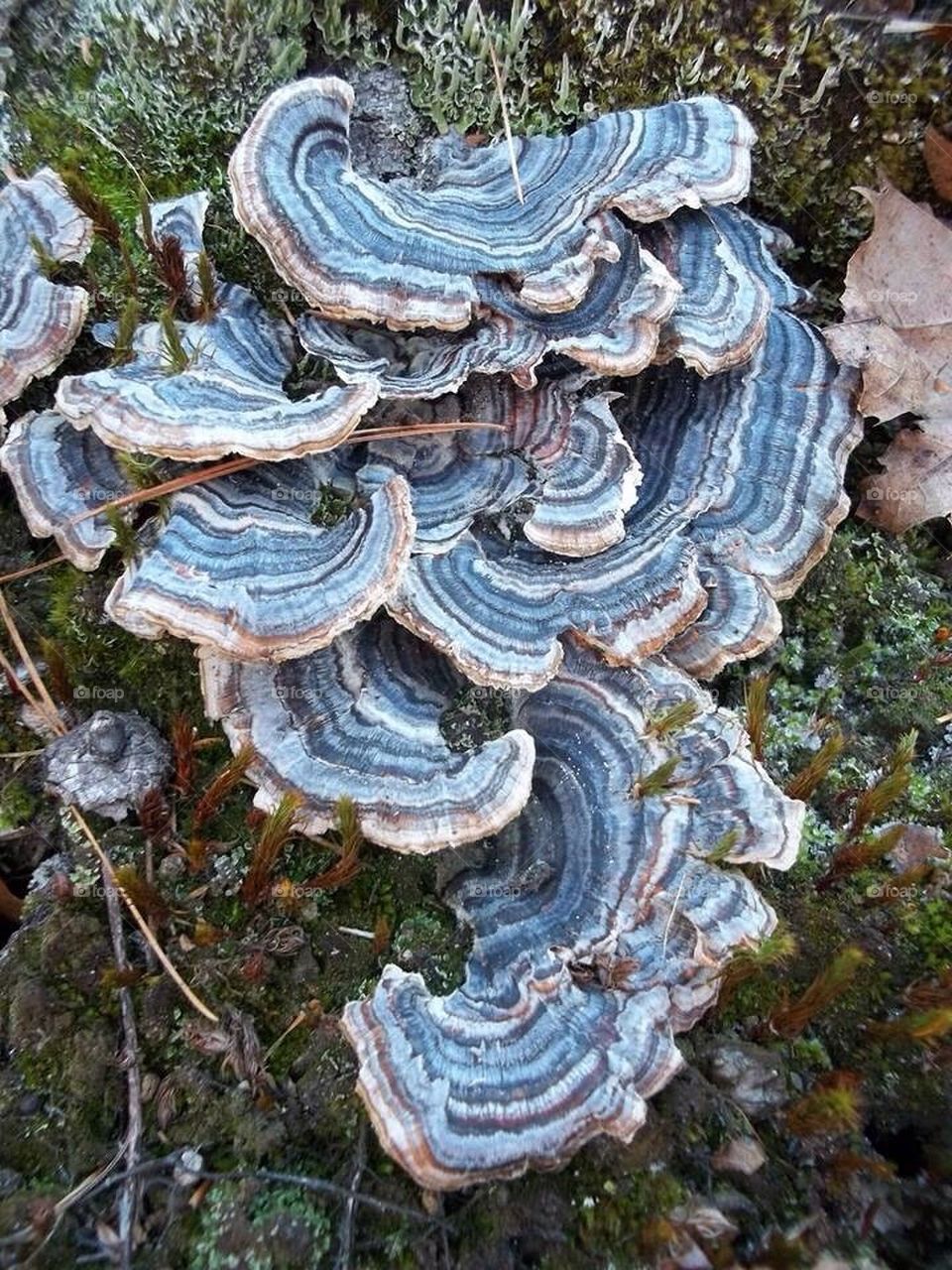 Forest Mushroom Patch