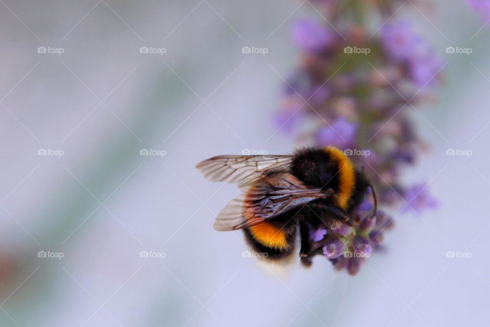 A bumble bee sits on purple lavender