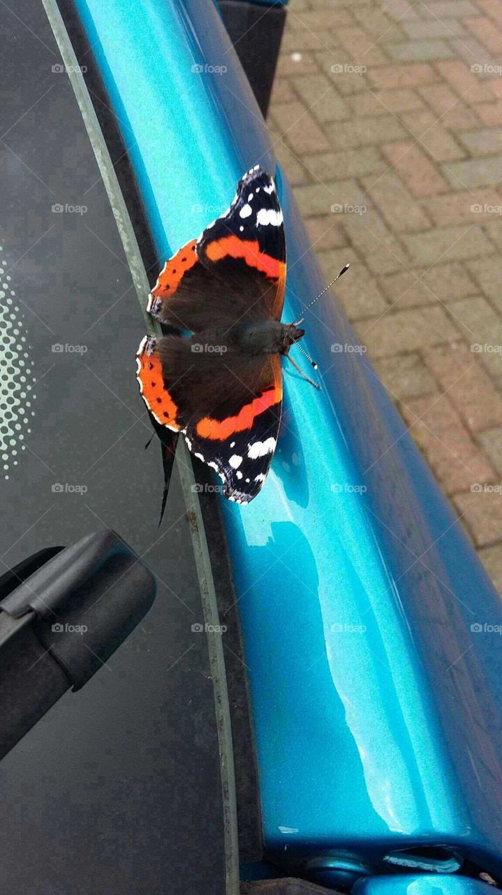 butterfly hitching a lift