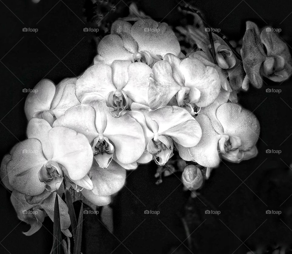 Black and White Orchids! Lifestyle Photography 