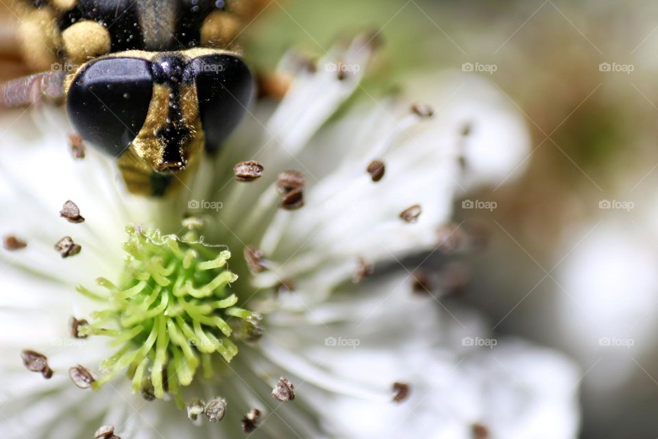 Macro of a wasp on a bloomed blackberry flower.