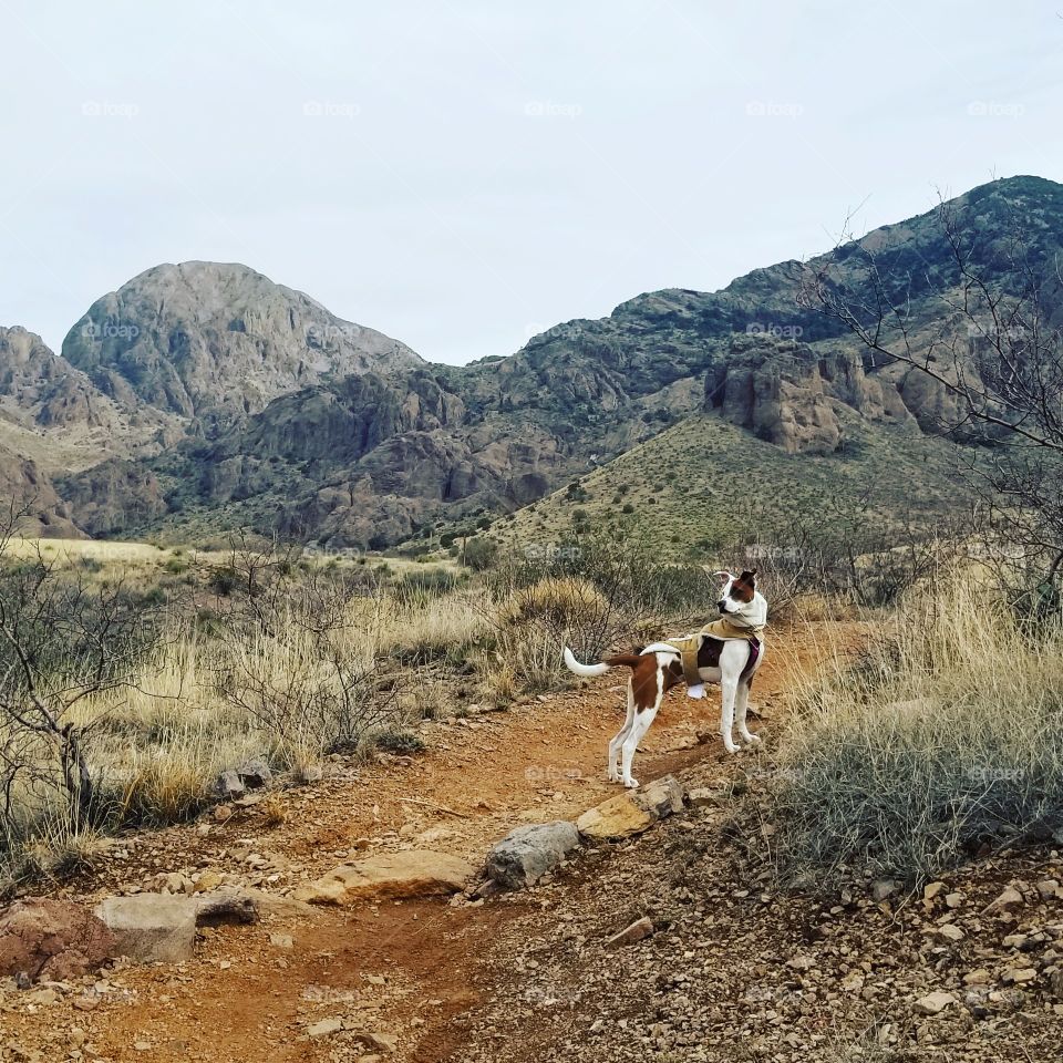 Adventurous Hiking Dog