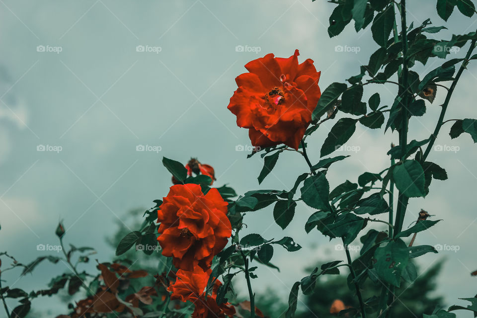 Flower in the garden