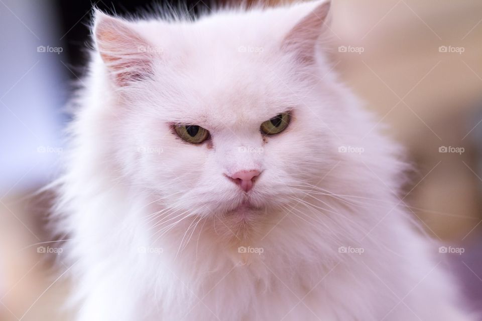 White Persian Cat Face