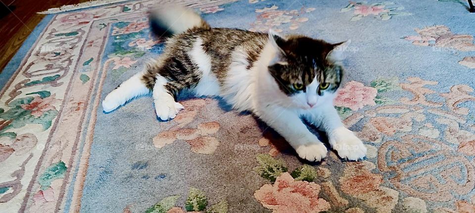 All sprawled out on his favorite soft rug in the living room lies „Roukey“, the tomcat in a beautiful house somewhere in „Bavaria“, Germany. 2023. Hypnotic Productions