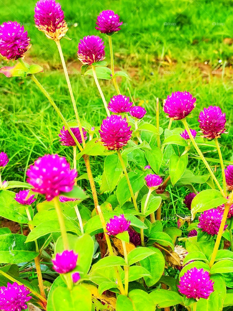 Gomphrena Pink flowers are cute among Green background.