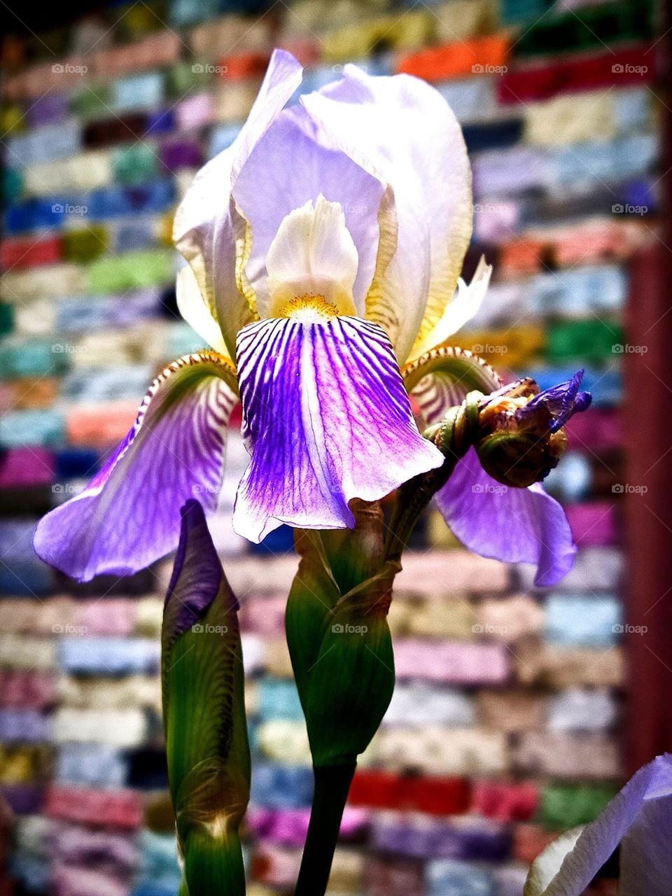 Iris flower with delicate purple and white petals on the background of a colorful wall