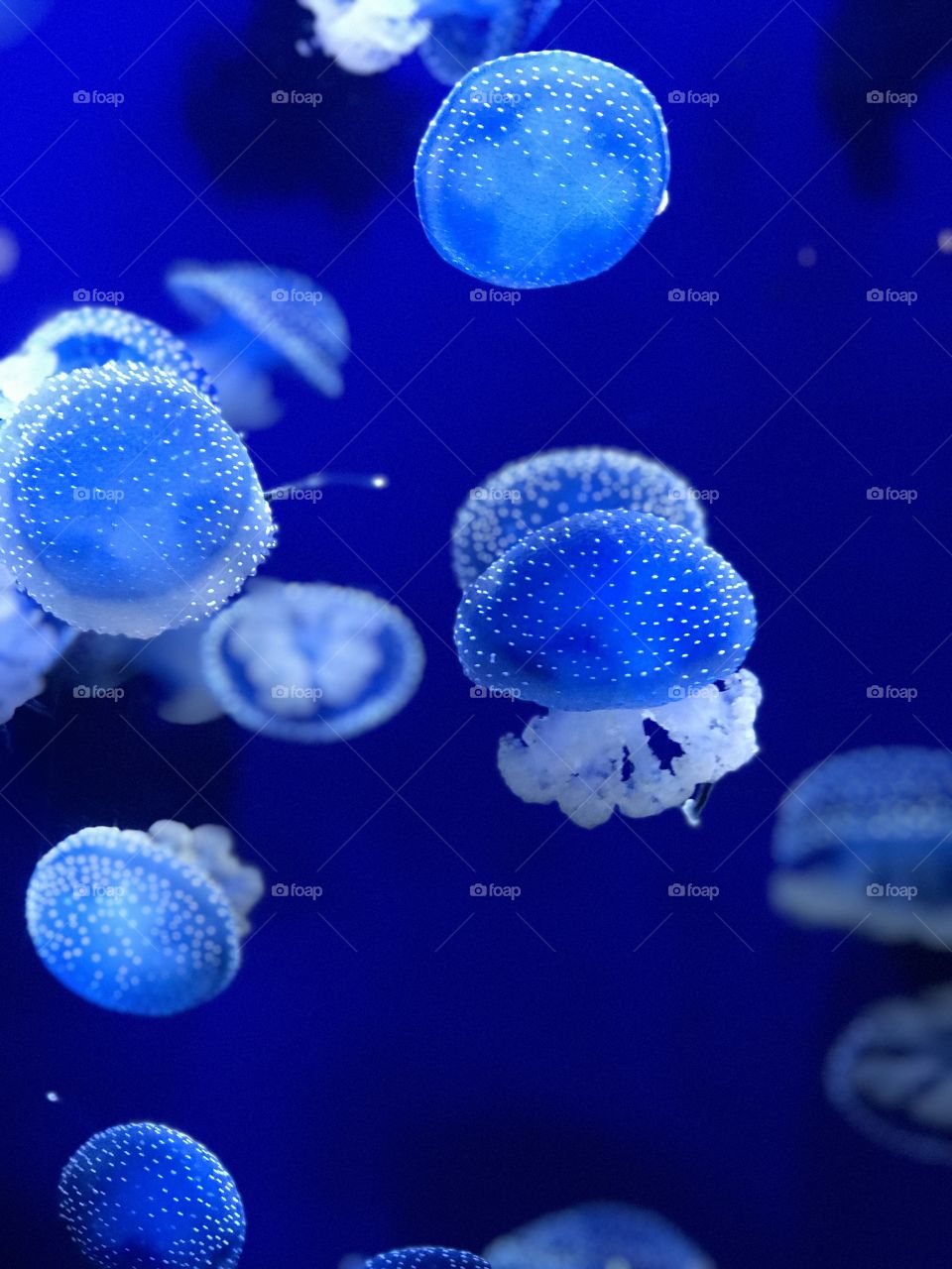 Jellyfish at the aquarium 