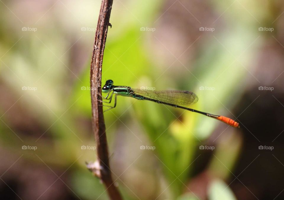 Agriocnemis femina. Capung jarum centil Indonesian name famous calling to the tiny one darmselfy with oranje top tailed character. In English famous with variable wisp . So easy seen for the mud, pools at the yard . Or just little swamp for the river