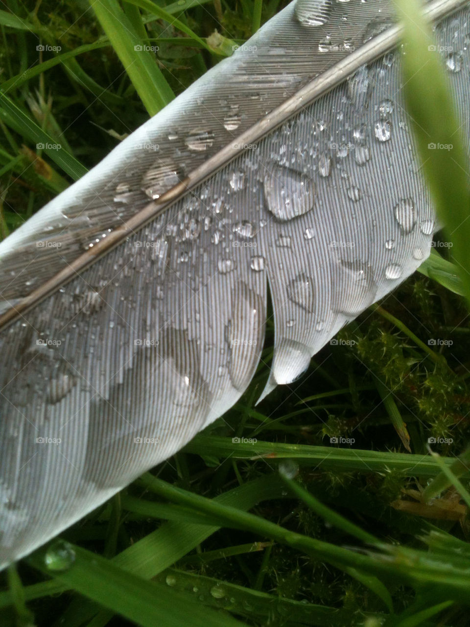 grass water rain bird by gregmanchester