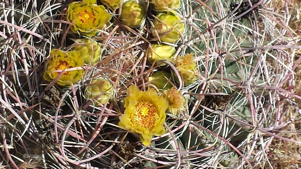 beautifully protected. a wild barrel cactus in full spring bloom