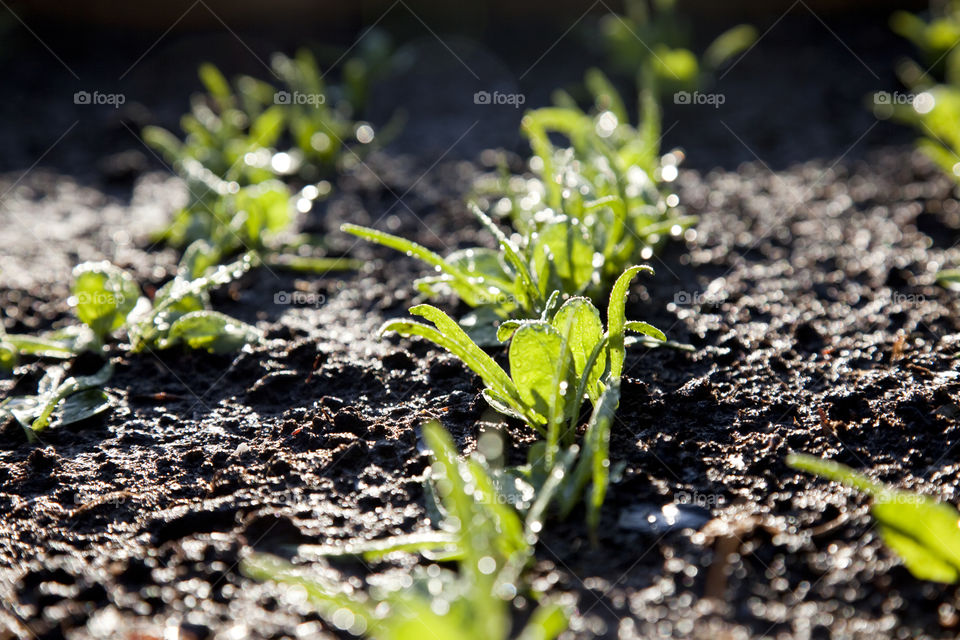 Spinach