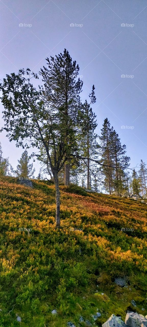Pallas-Yllästunturi nationalpark, Lapland, Finland