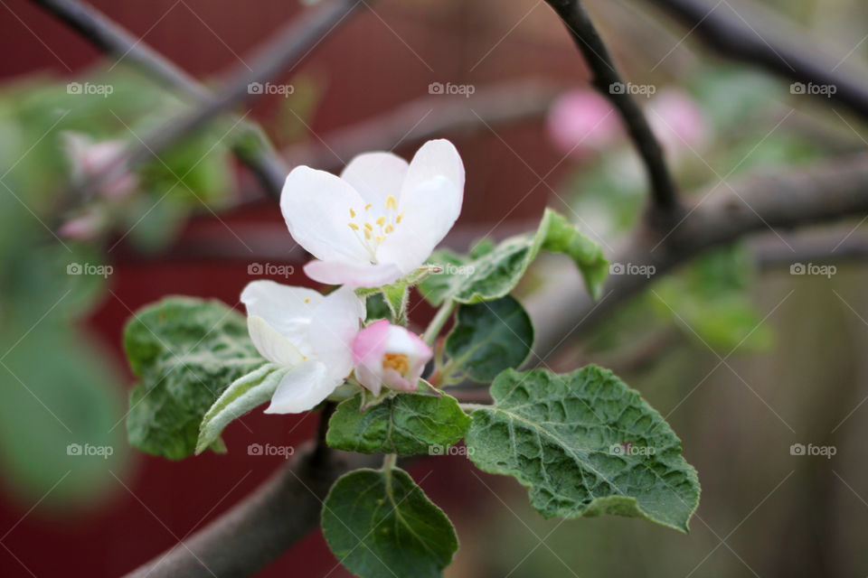 Apple blossom