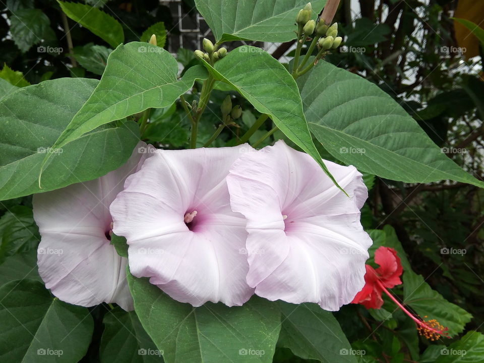 violet color flowers