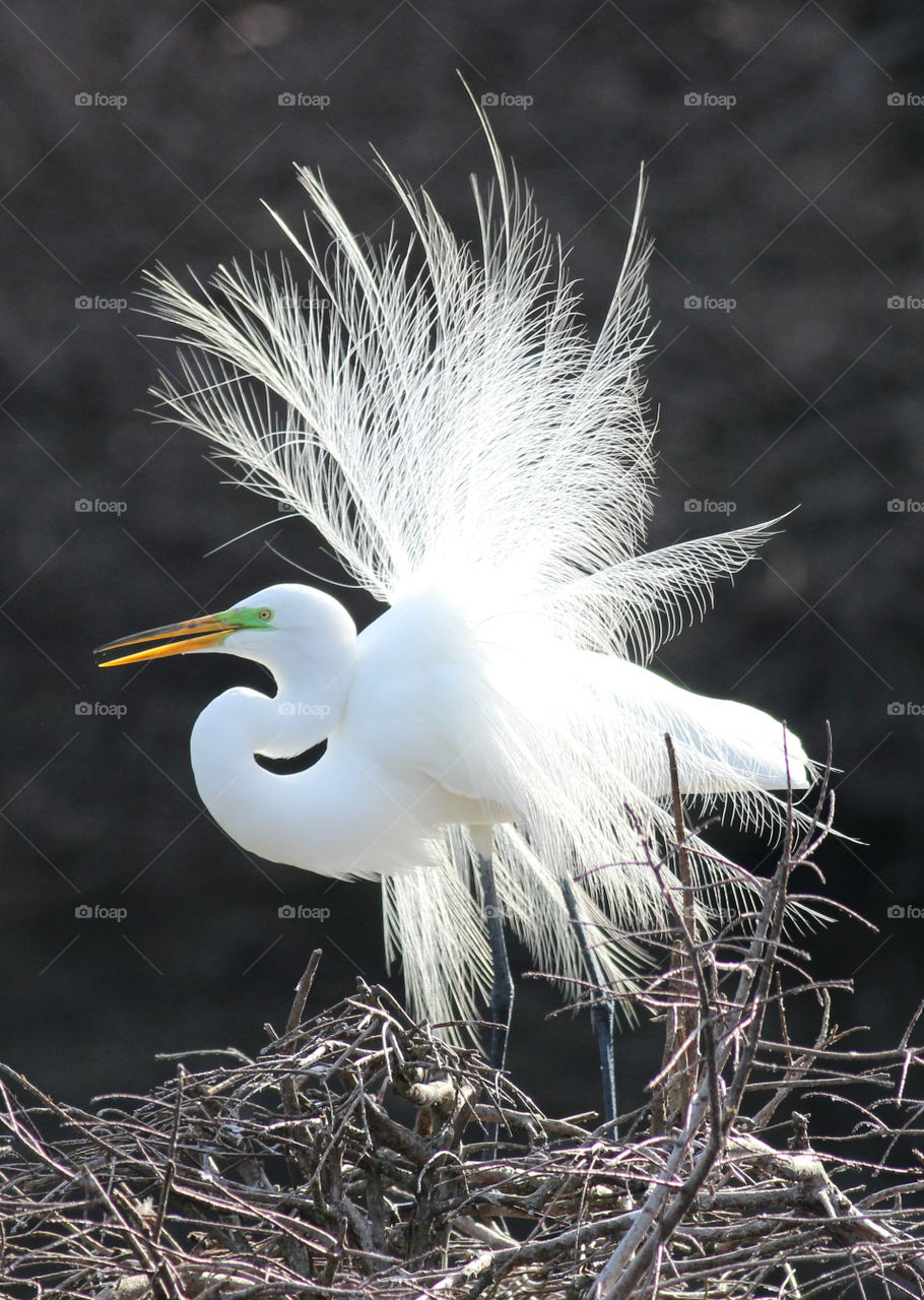 great egret display