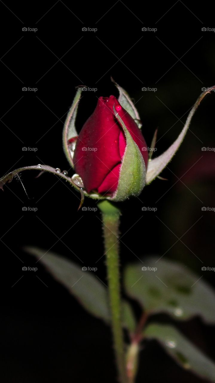 Beautiful Red Rose