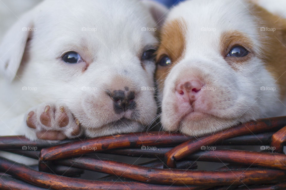 2 cute puppies 