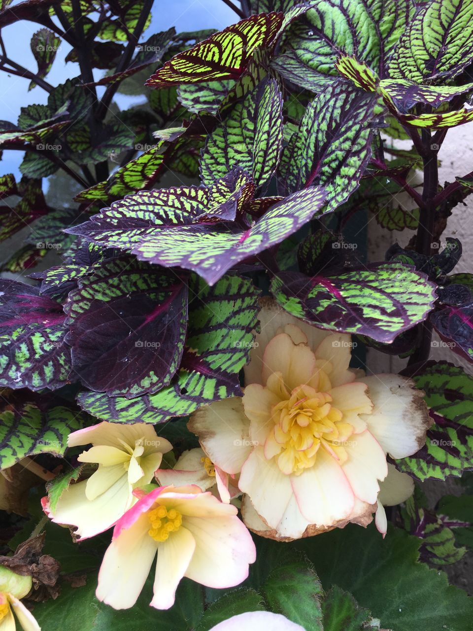 Leaves and flowers