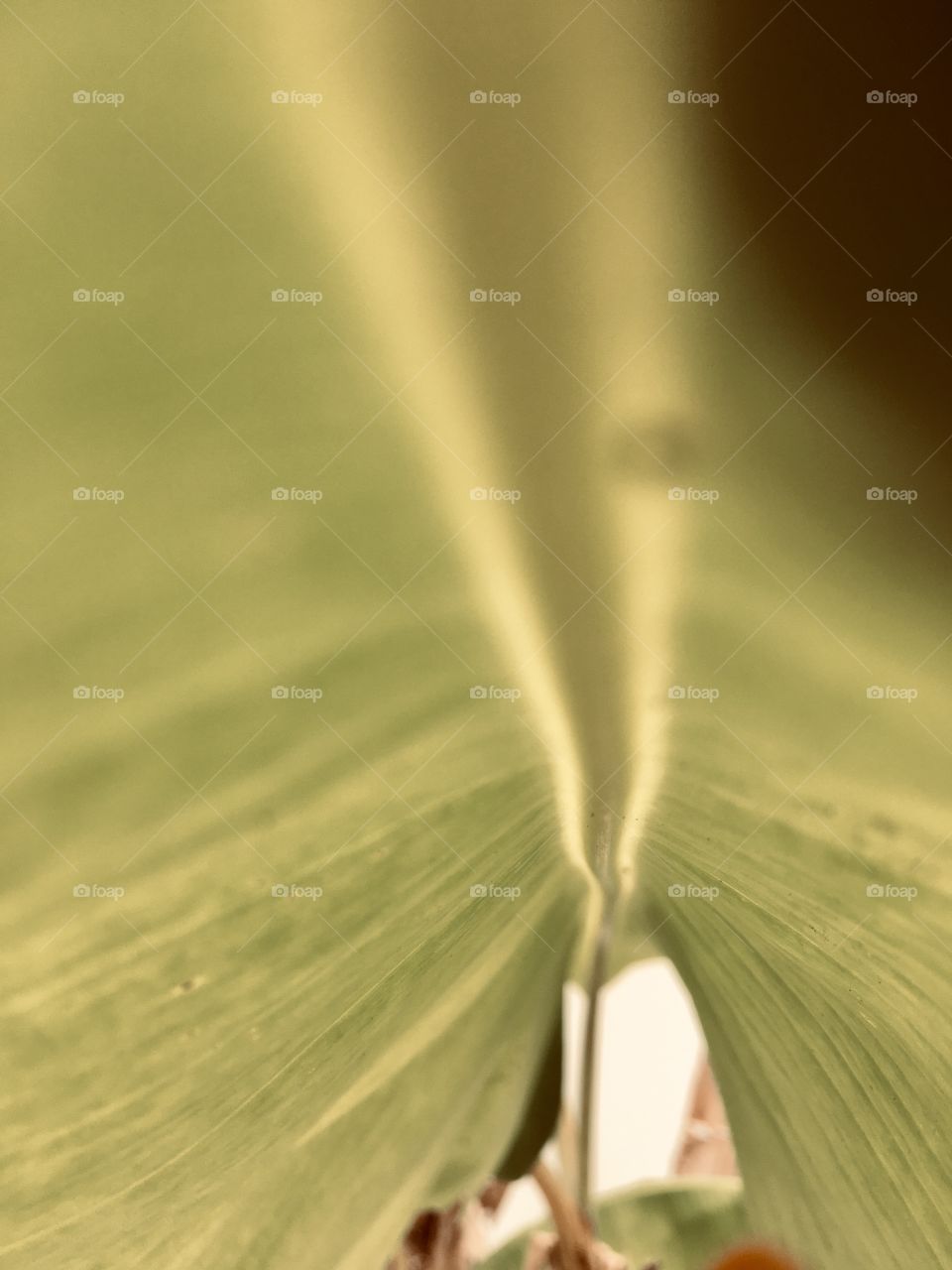 Riding the inside of a banana tree palm