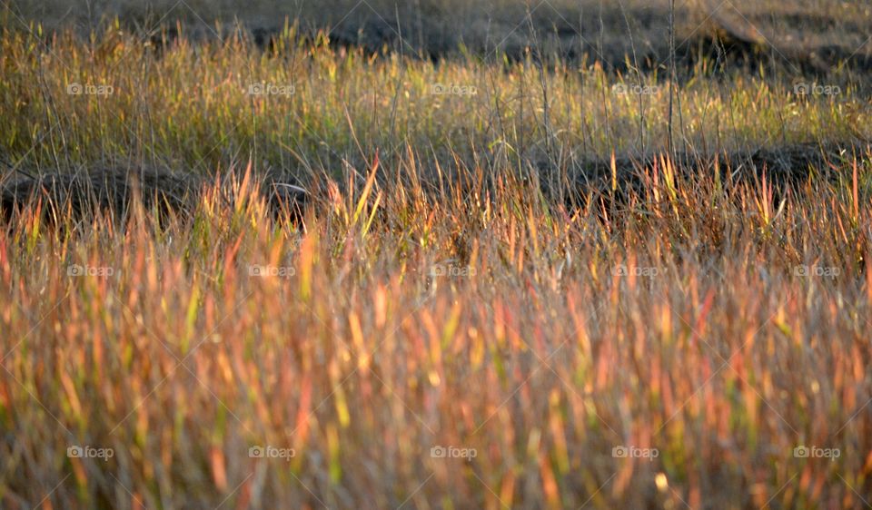 Grass, No Person, Growth, Field, Nature