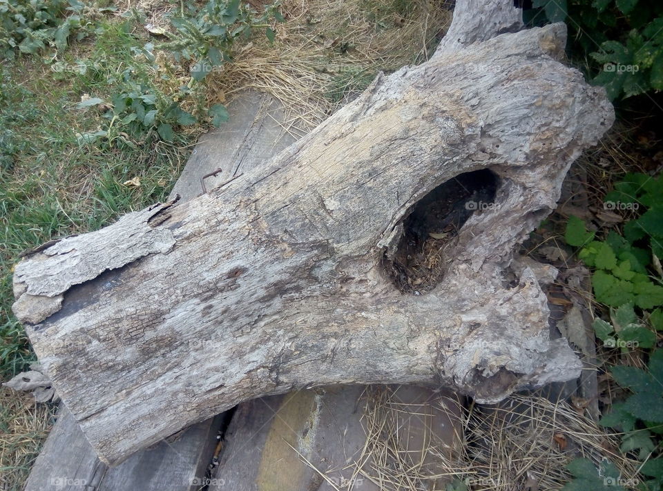 Коряга бревно