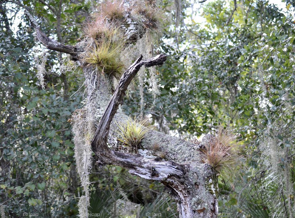 A dead tree trunk in a wooded area with several air plants growing on it