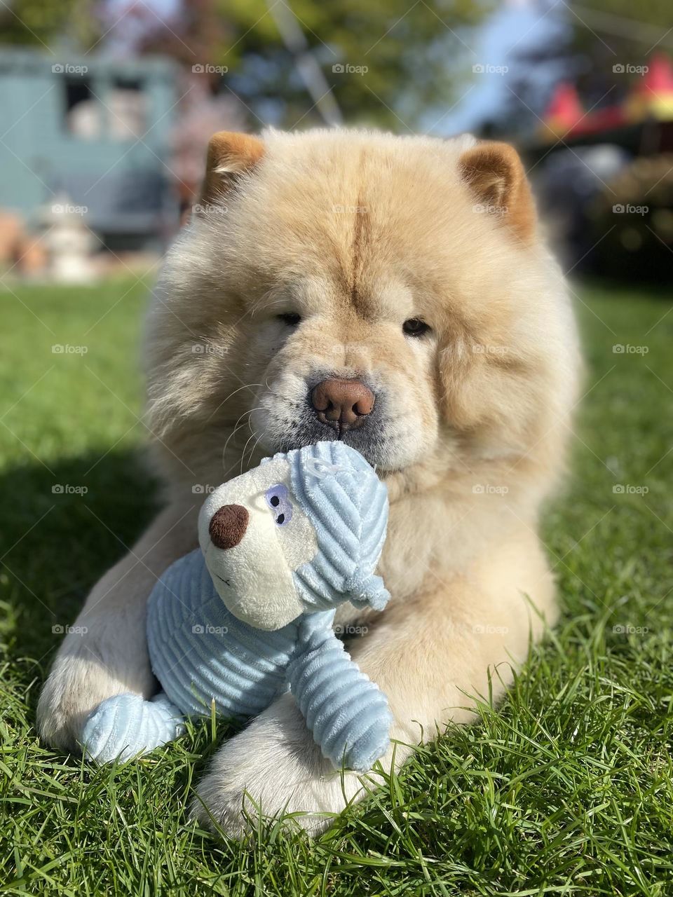 Puppy staring at his teddy bear 