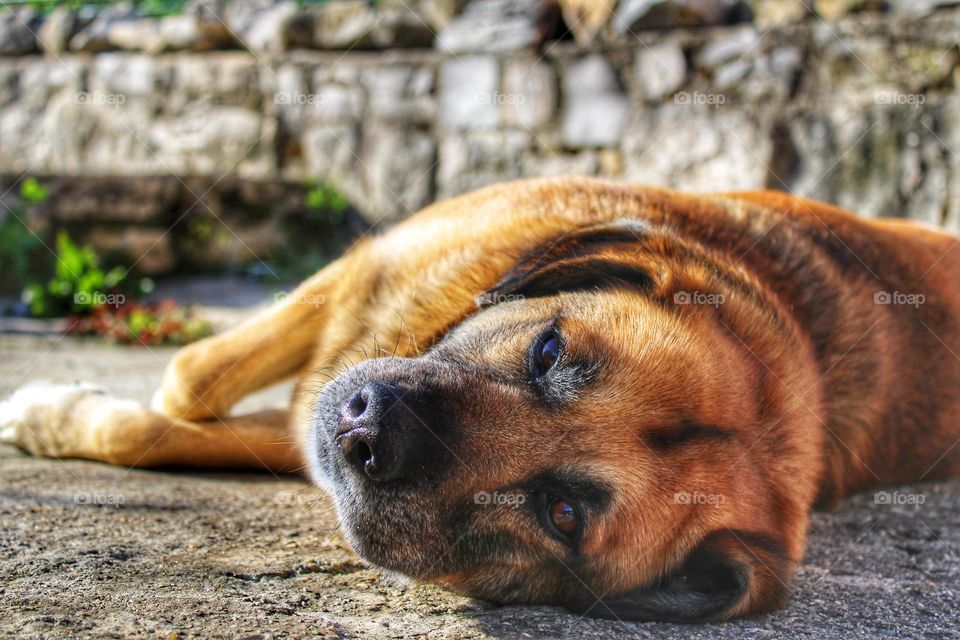 Big Brown dog relaxing