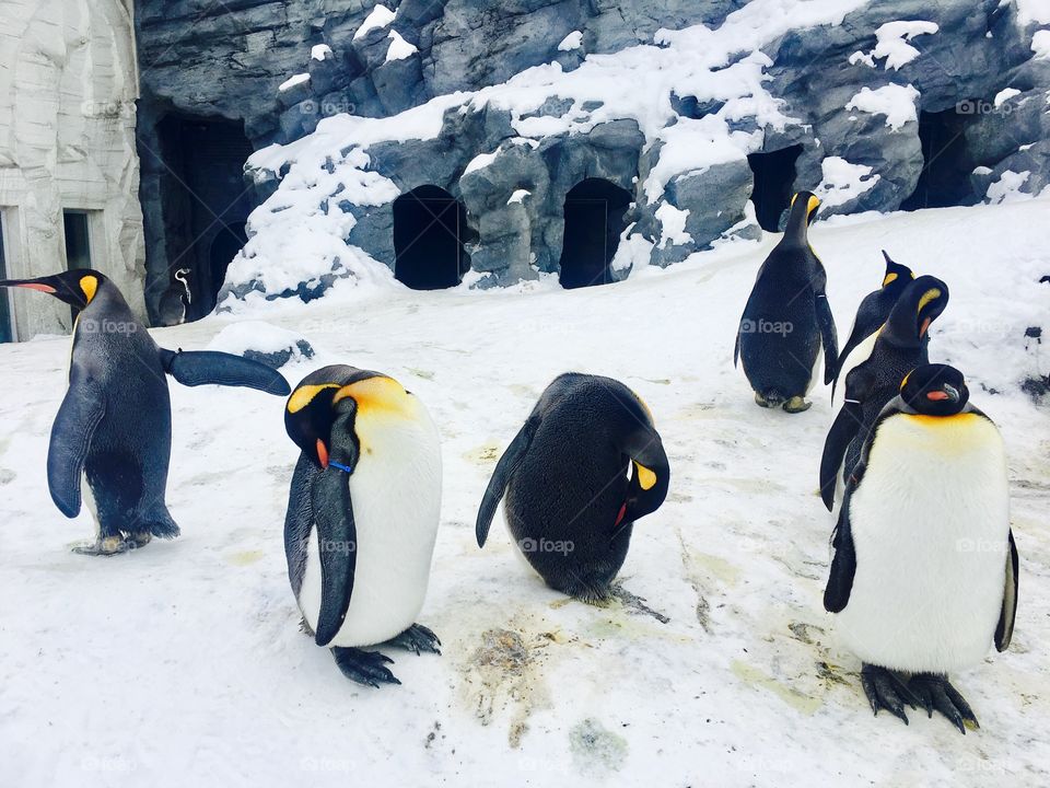 Penguins walk parade animal zoo with snow
