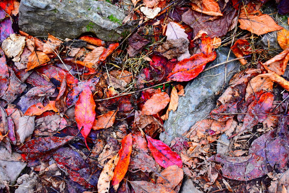 There is a subtle magic in the falling of old leaves.