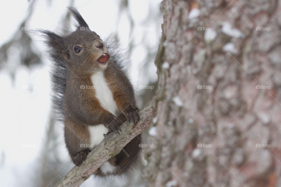 Squirrel eating nut on tree branch