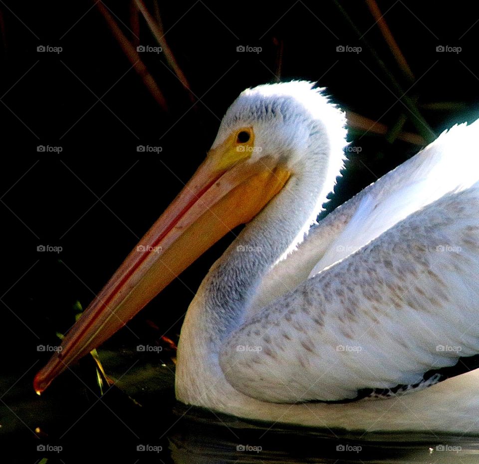 Pelican Fishing in the Reeds