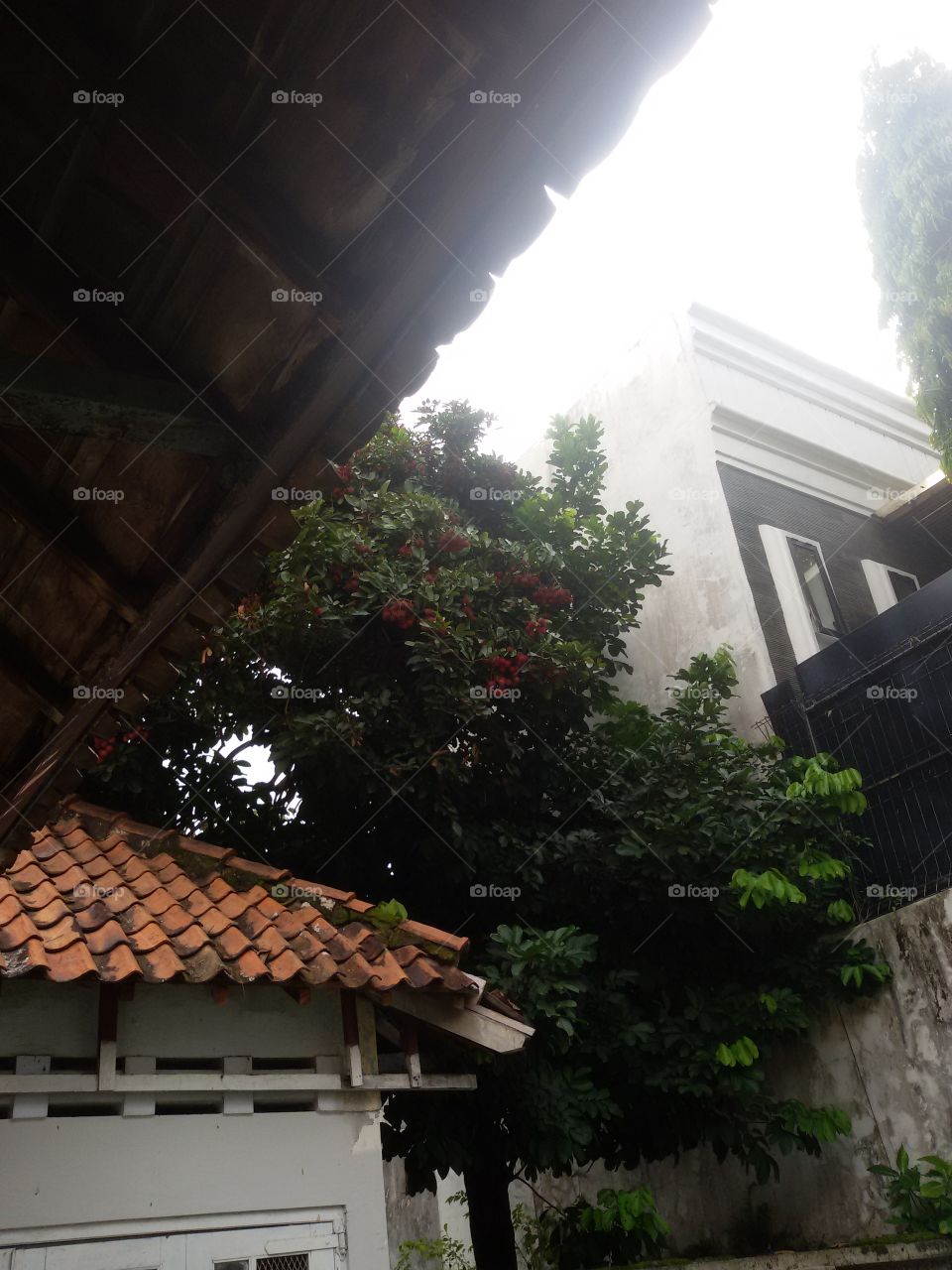 Rambutan tree 🐞🌴