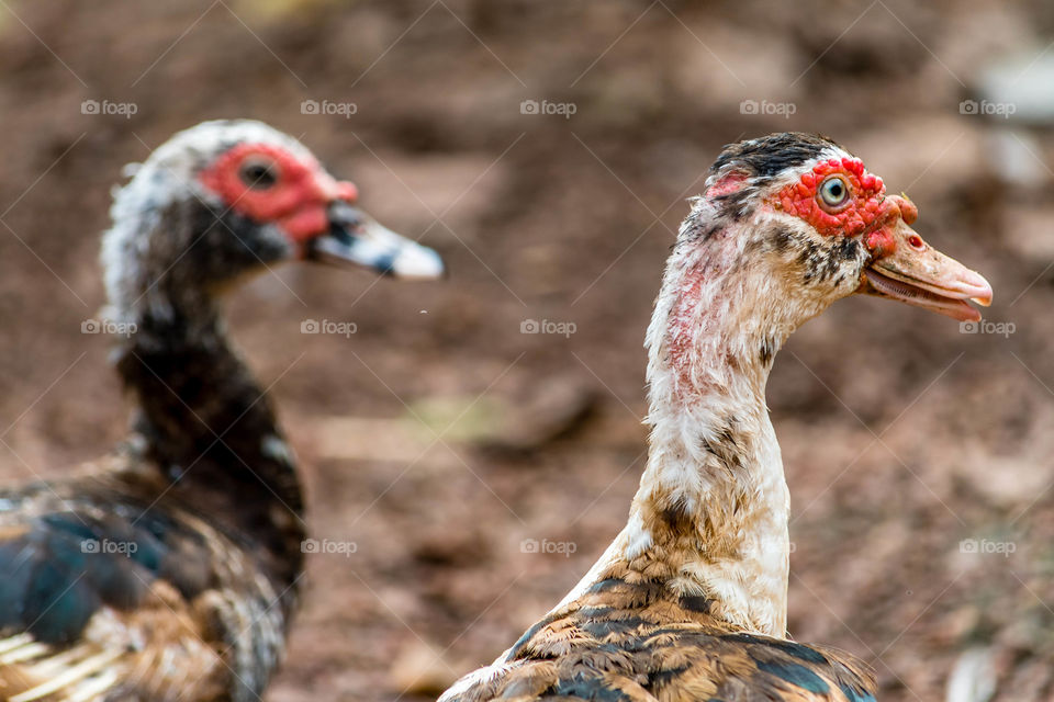 Pet duck