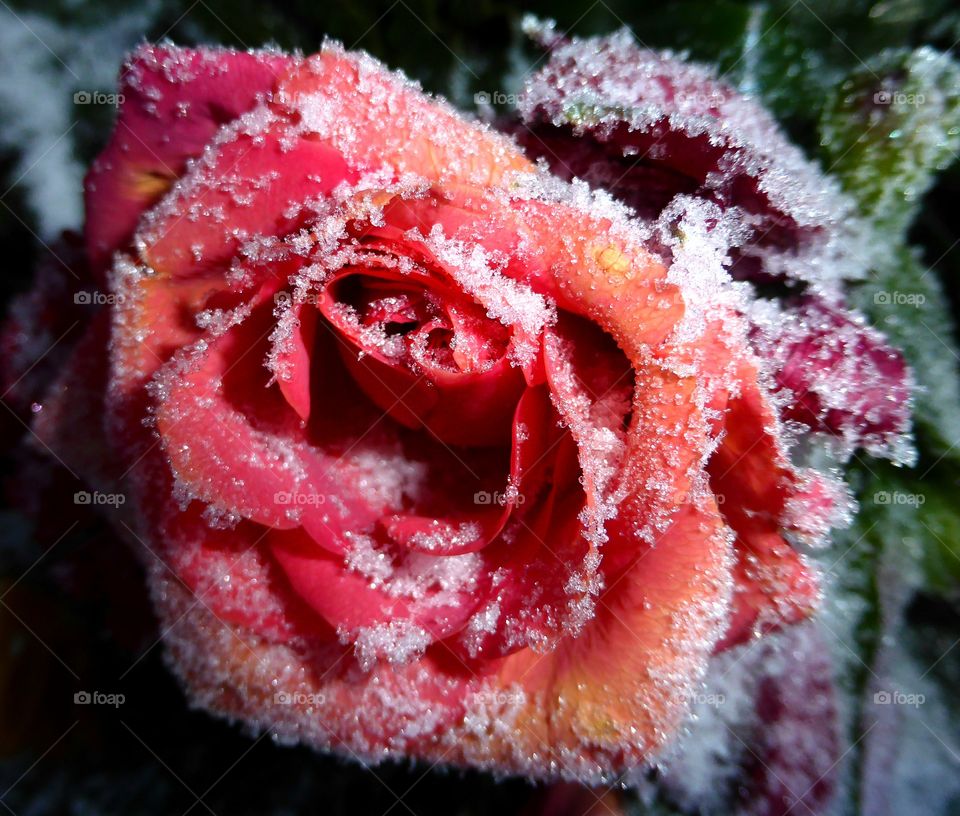 Frozen rose