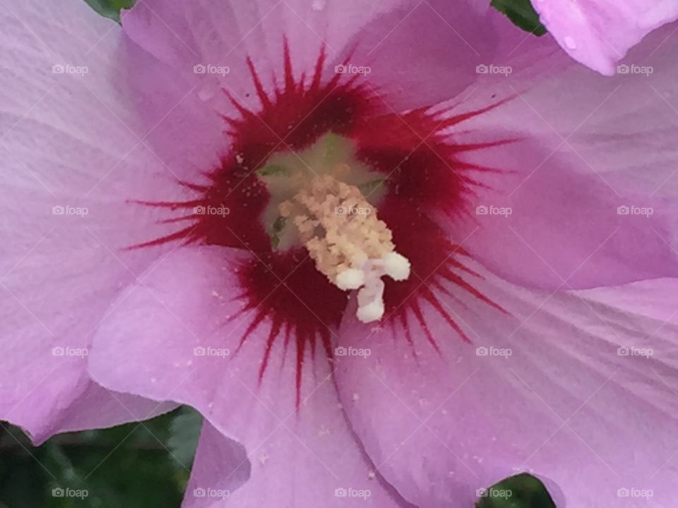 Pink rose of Sharon 