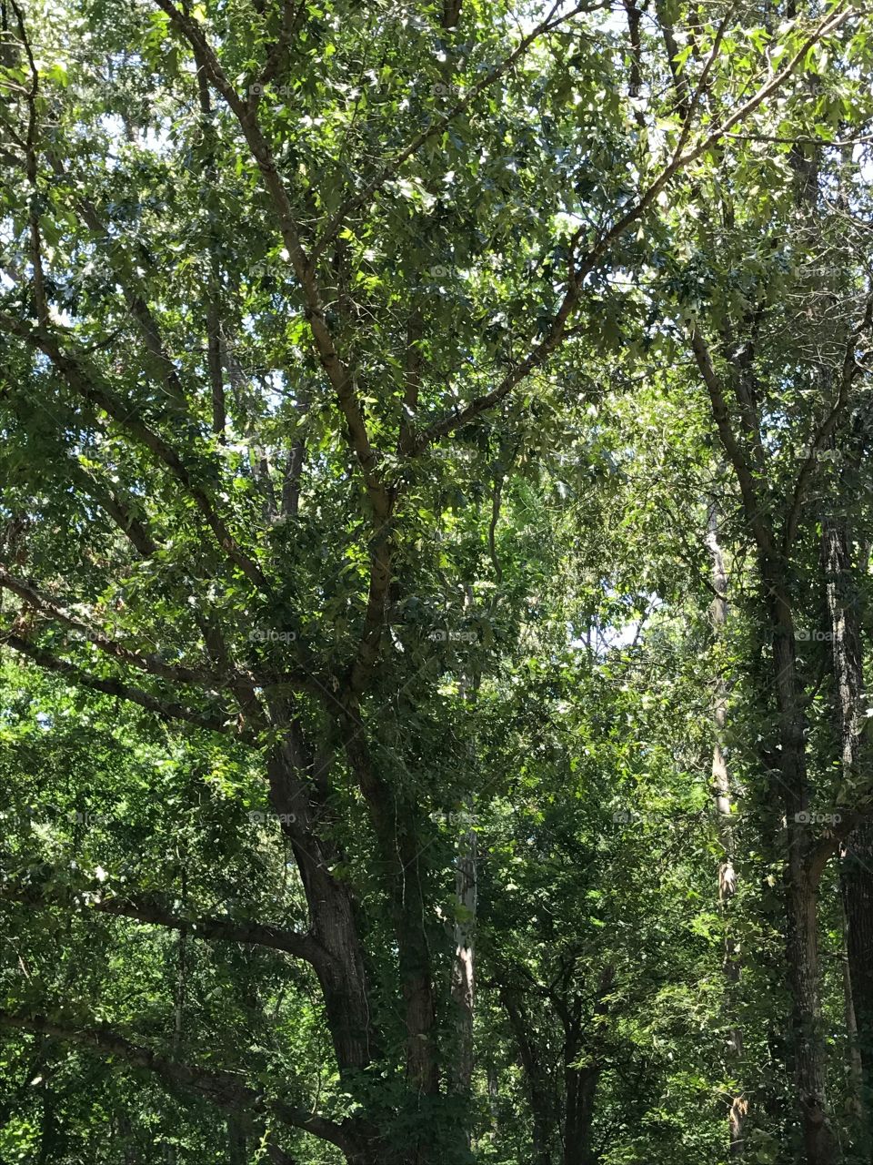 Woods surrounding my grandmother's house.