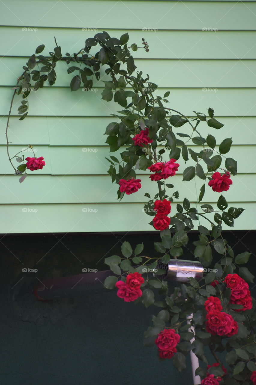 green house with rose vine