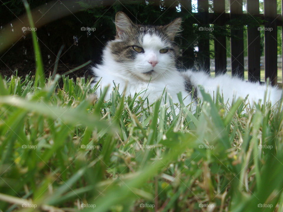 Dude in the grass