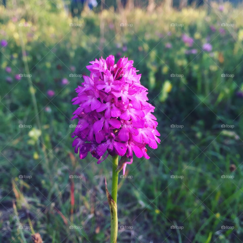 Pyramidal Orchid