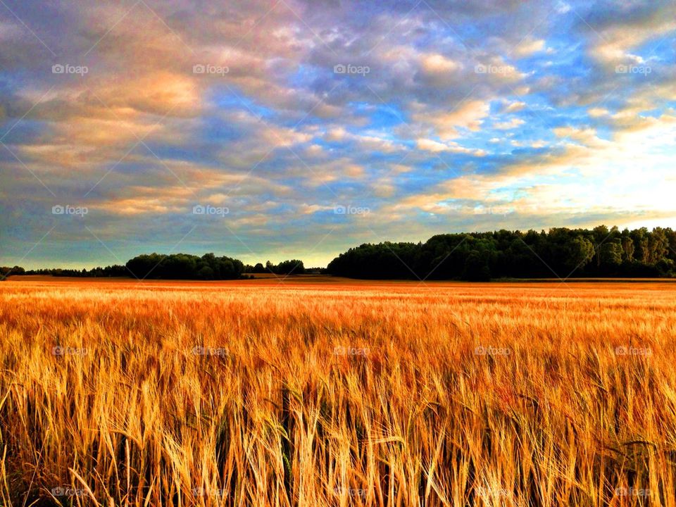View of golden grass
